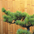 迪威網(wǎng)友stDoXF